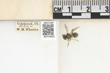 Media type: image;   Entomology 774022 Aspect: Labels